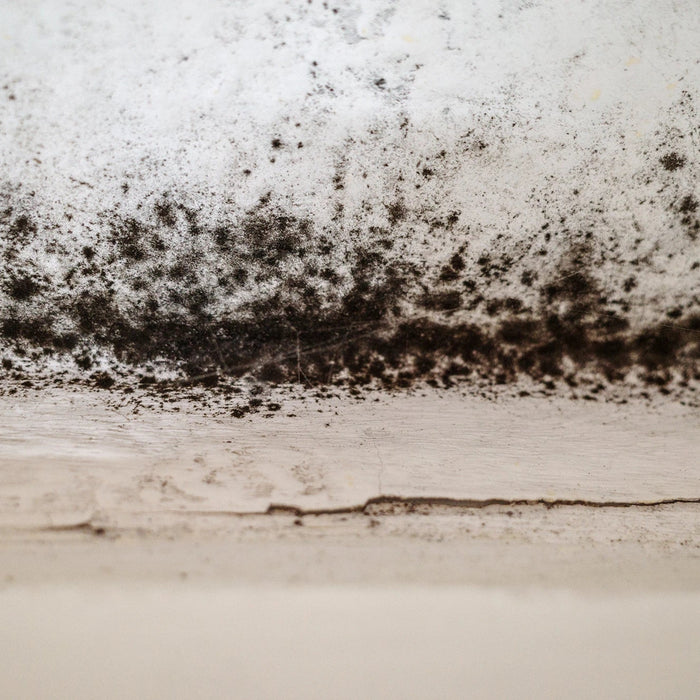 Macchia di muffa, muffa, muffa o fungo sul muro bianco sopra la finestra.