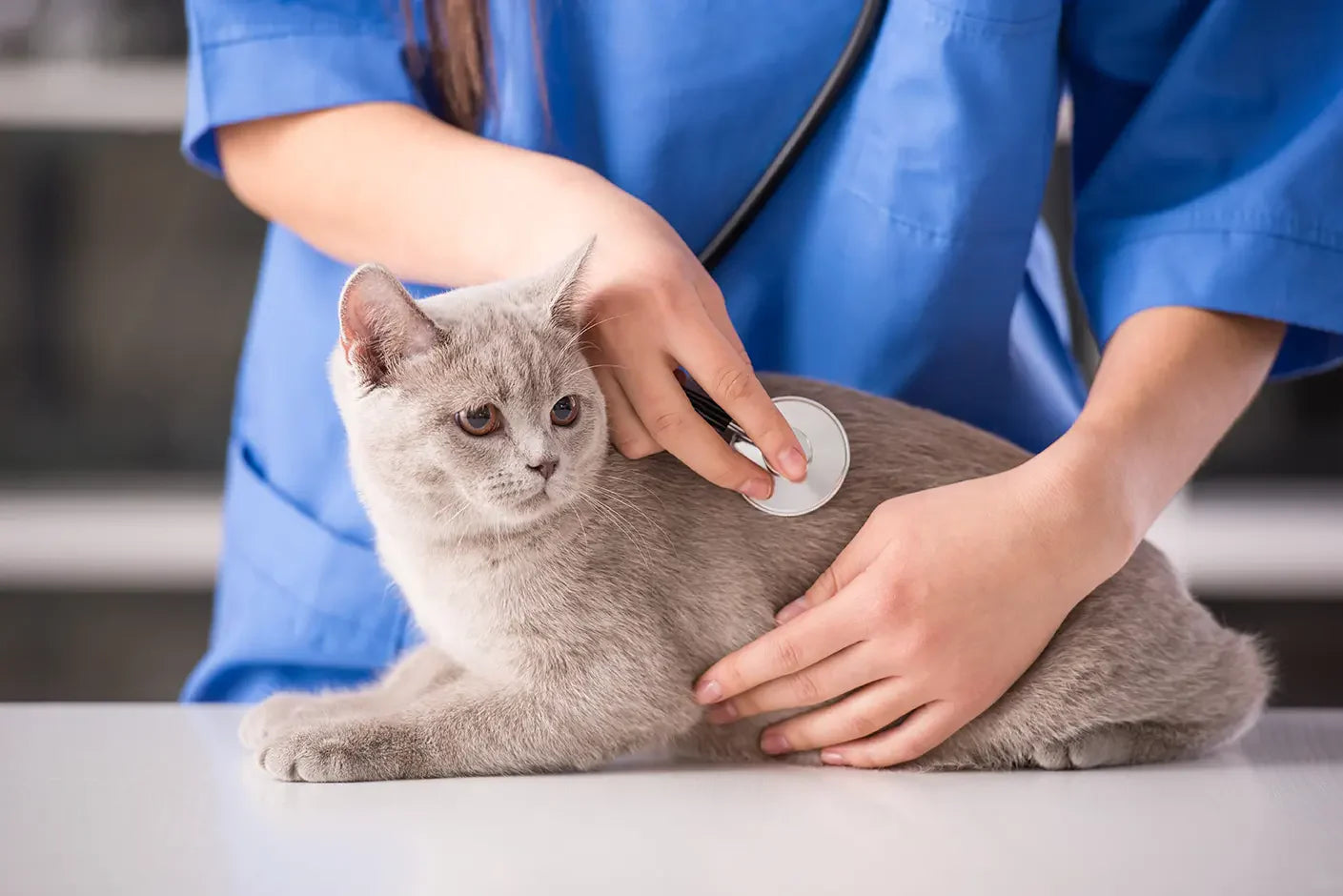 Sintomi della Giardia nei gatti: i 6 segni più comuni e il trattamento migliore 