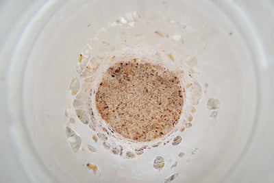 Colonia di acari in barattolo con crusca