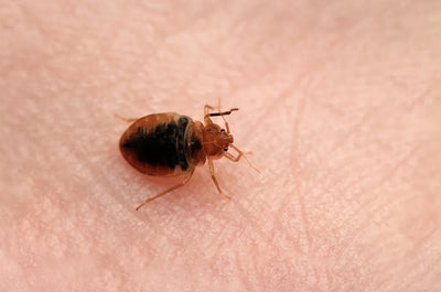 Cimice dei letti Cimex lectularius sulla pelle umana.