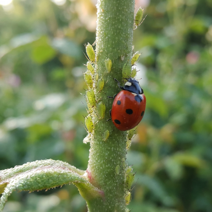 Primo piano di afidi verdi su un gambo di rosa con una coccinella come predatore naturale.
