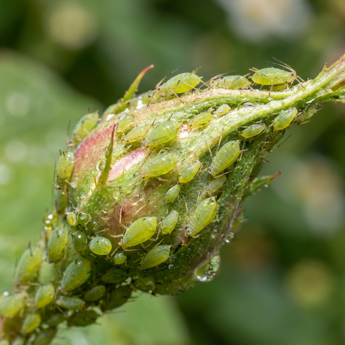 Wie entstehen Blattläuse? Ursachen, Lebenszyklus und effektive Bekämpfung
