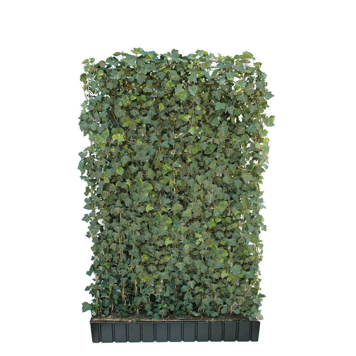 Fertighecke aus Efeu, 180 cm hoch und 120 cm breit