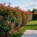 Glanzmispel 'Carré Rouge' als kompakte, etwa 1,5 m hohe Hecke mit leuchtend rotem Austrieb im Frühling – KI-generierte Beispielabbildung