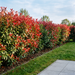 Glanzmispel 'Red Robin' als etwa 1,8 m hohe Hecke mit leuchtend rotem Austrieb im Frühling – KI-generierte Beispielabbildung