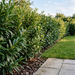 Kirschlorbeer 'Caucasica' als straff aufrechte, etwa 1,8 m hohe Hecke im Garten – KI-generierte Beispielabbildung