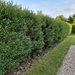 Liguster 'Atrovirens' als dichte, wintergrüne Hecke von etwa 1,6 m Höhe im Garten – KI-generierte Beispielabbildung
