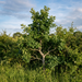 Stieleiche als junger Baum in einer naturnahen Feldhecke im Sommer – KI-generierte Beispielabbildung
