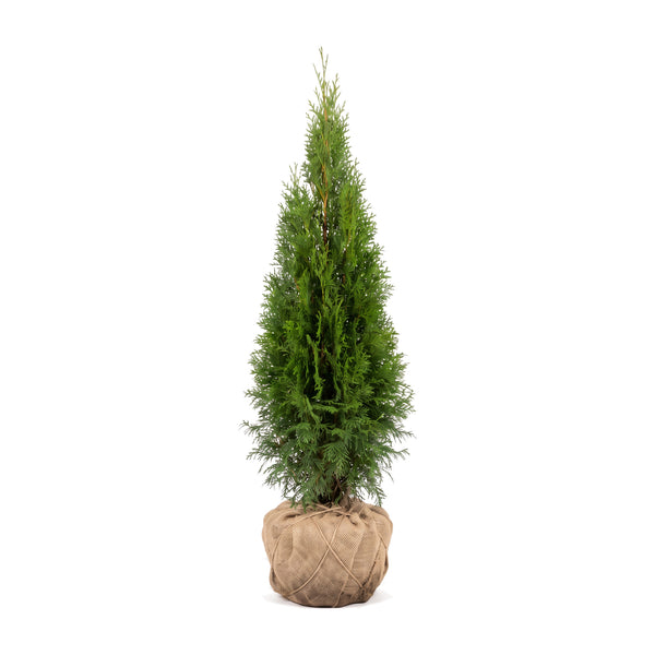 Thuja 'Smaragd' con zolla in tela di juta, scontornata – portamento conico stretto e compatto (illustrazione generata con IA)