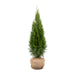 Thuja 'Smaragd' - albero della vita per siepi strette e private