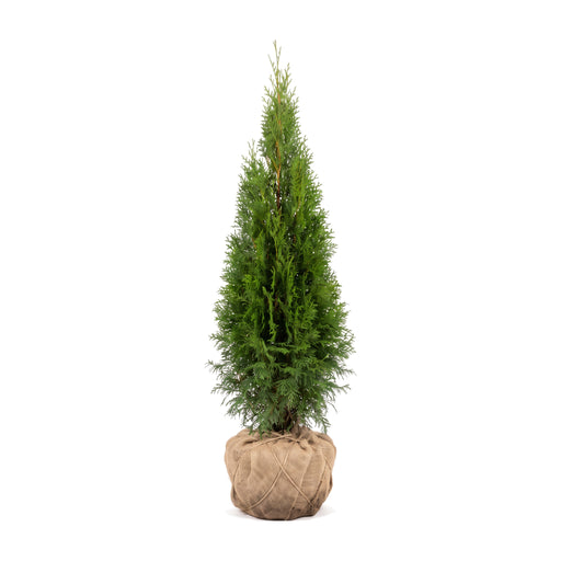 Thuja 'Smaragd' con zolla in tela di juta, scontornata – portamento conico stretto e compatto (illustrazione generata con IA)