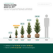 Dimensioni di fornitura Ilex crenata 'Caroline Upright': con zolla 40–120 cm, in vaso 15–20 cm – in scala accanto a una persona di 1,75 m