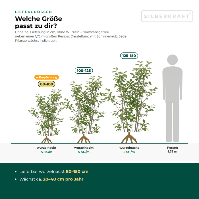 Dimensioni di fornitura Amelanchier lamarckii: a radice nuda 80–150 cm – in scala accanto a una persona alta 1,75 m