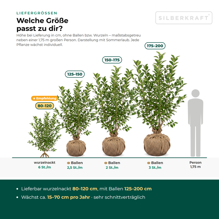 Dimensioni di fornitura del Ligustrum ovalifolium: con zolla 125–200 cm, a radice nuda 80–120 cm – in scala accanto a una persona di 1,75 m