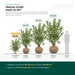 Dimensioni di fornitura del Ligustrum ovalifolium: con zolla 125–200 cm, a radice nuda 80–120 cm – in scala accanto a una persona di 1,75 m