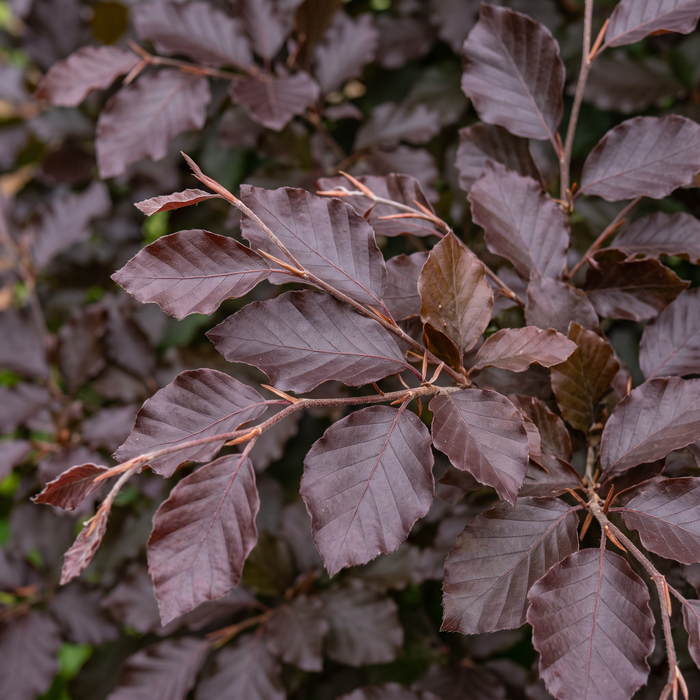 Primo piano di un faggio rosso (Fagus sylvatica 'Purpurea'): foglie e germogli – immagine esemplificativa generata dall'IA
