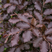 Primo piano di un faggio rosso (Fagus sylvatica 'Purpurea'): foglie e germogli – immagine esemplificativa generata dall'IA