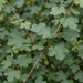 Primo piano di acero campestre (Acer campestre): foglie e germogli – immagine esemplificativa generata dall'IA