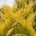 Primo piano di un cipresso di Leyland giallo 'Gold Rider' (× Cuprocyparis leylandii 'Gold Rider'): rami con foglie a scaglia – immagine esemplificativa generata dall'IA