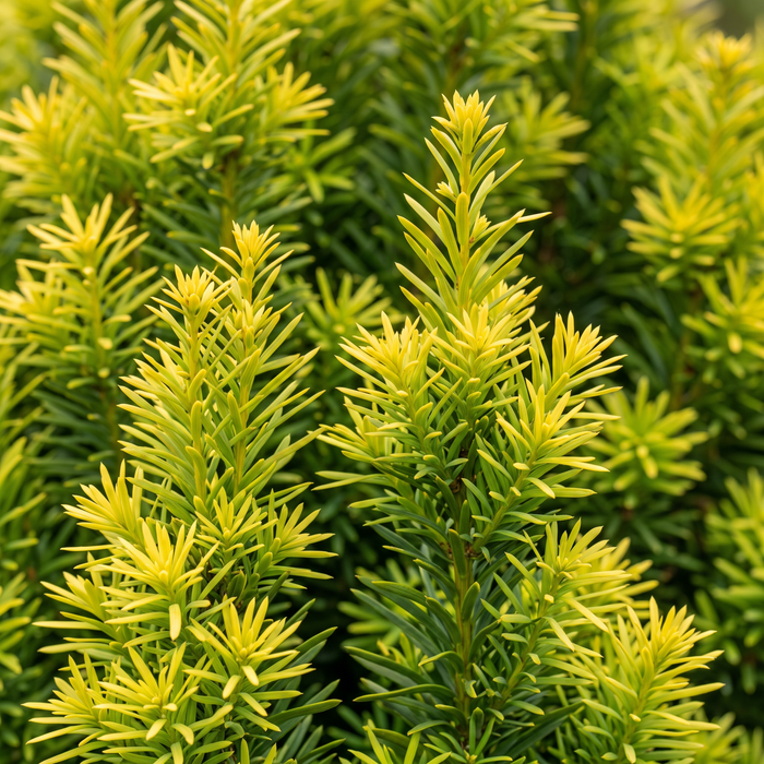 Primo piano di Tasso colonnare 'David' (Taxus baccata 'David'): aghi – immagine esemplificativa generata dall'IA