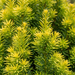 Primo piano di Tasso colonnare 'David' (Taxus baccata 'David'): aghi – immagine esemplificativa generata dall'IA