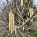Primo piano di nocciolo (Corylus avellana): amenti maschili e fiori femminili rossi all'inizio della primavera – immagine esemplificativa generata dall'IA
