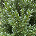 Primo piano di agrifoglio giapponese 'Caroline Upright' (Ilex crenata 'Caroline Upright'): foglie e germogli – immagine esemplificativa generata dall'IA