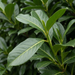 Primo piano di un lauroceraso 'Novita' (Prunus laurocerasus 'Novita'): foglie e germogli – immagine esemplificativa generata dall'IA