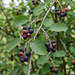 Primo piano di Amelanchier lamarckii: foglie e bacche mature scure all'inizio dell'estate – immagine esemplificativa generata dall'IA