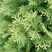 Primo piano di un albero della vita 'King of Brabant' (Thuja occidentalis 'King of Brabant'): rami con foglie a scaglia – immagine esemplificativa generata dall'IA
