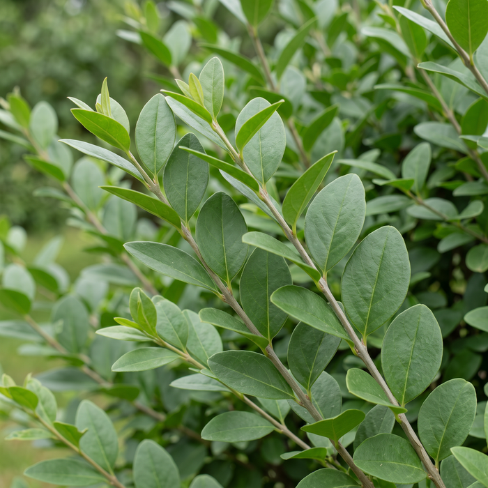 Primo piano di ligustro a foglie ovali (Ligustrum ovalifolium): foglie e germogli – immagine esemplificativa generata dall'IA