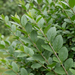 Primo piano di ligustro a foglie ovali (Ligustrum ovalifolium): foglie e germogli – immagine esemplificativa generata dall'IA
