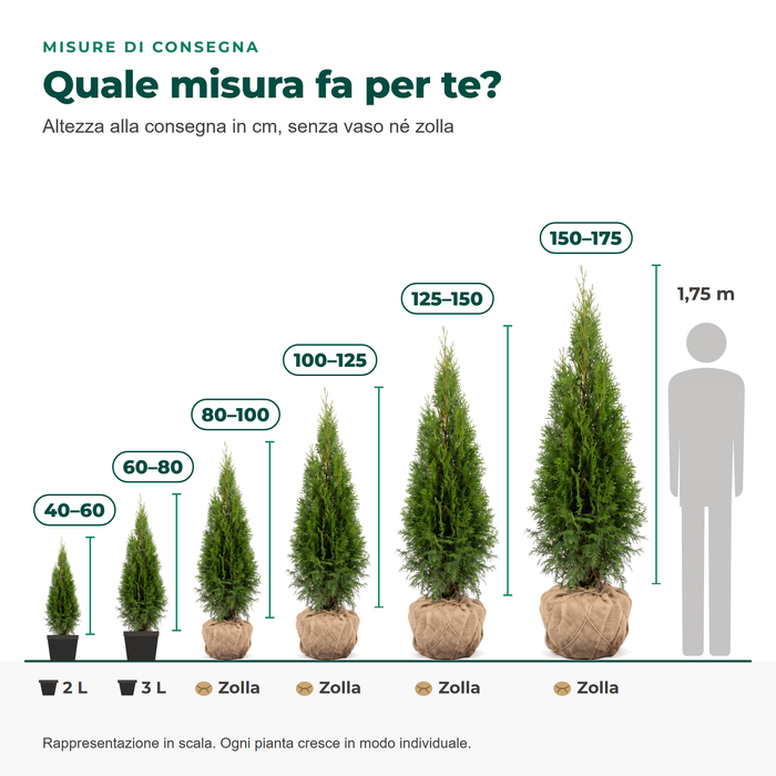 Misure di consegna della thuja 'Smaragd': 40–60 e 60–80 cm in vaso, 80–175 cm con zolla, a confronto con una persona di 1,75 m