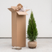 Thuja 'Smaragd' - albero della vita per siepi strette e private