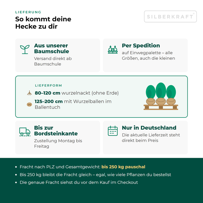 Consegna di Ligustrum ovalifolium: dal nostro vivaio tramite spedizioniere su pallet a perdere fino al bordo strada, solo all'interno della Germania, trasporto fino a 250 kg a tariffa fissa