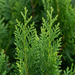 Thuja 'Smaragd' - albero della vita per siepi strette e private