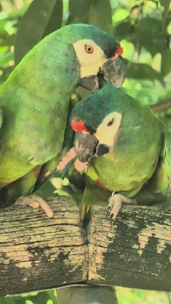 Ara dal dorso rosso