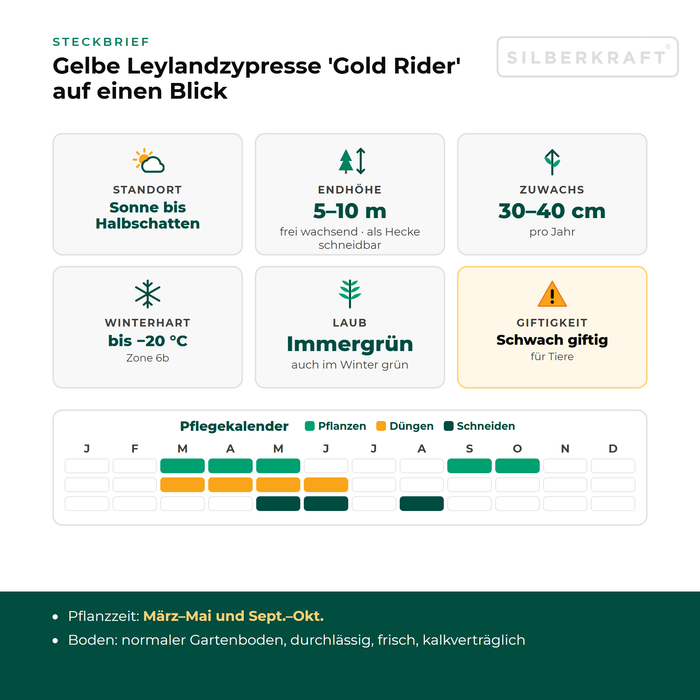 Scheda tecnica Cipresso di Leyland giallo 'Gold Rider': esposizione da sole a mezz'ombra, altezza finale 5–10 m, crescita 30–40 cm all'anno, resistente al gelo fino a −20 °C – con calendario di cura