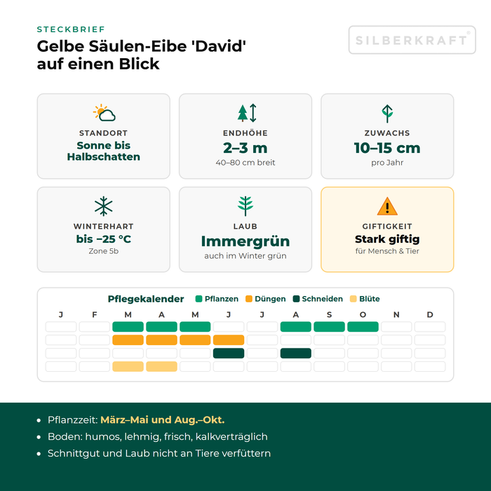 Scheda tecnica Tasso colonnare giallo 'David': esposizione da sole a mezz'ombra, altezza finale 2–3 m, crescita 10–15 cm all'anno, resistente al gelo fino a −25 °C – con calendario di cura
