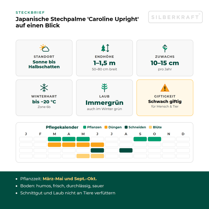 Scheda tecnica Ilex crenata 'Caroline Upright': esposizione da sole a mezz'ombra, altezza finale 1–1,5 m, crescita 10–15 cm all'anno, resistente al gelo fino a −20 °C – con calendario di cura