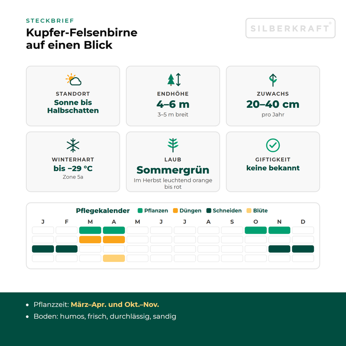 Scheda tecnica Amelanchier lamarckii: esposizione da sole a mezz'ombra, altezza finale 4–6 m, crescita 20–40 cm all'anno, resistente al gelo fino a −29 °C – con calendario di cura