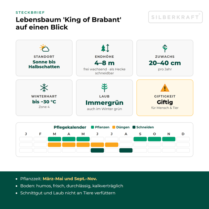 Scheda tecnica Tuia 'King of Brabant': esposizione da sole a mezz'ombra, altezza finale 4–8 m, crescita 20–40 cm all'anno, resistente al gelo fino a −30 °C – con calendario di cura