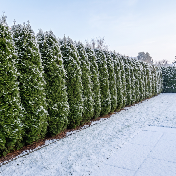 Siepe di thuja 'Smaragd' d'inverno con la neve – resta verde smeraldo (illustrazione generata con IA)
