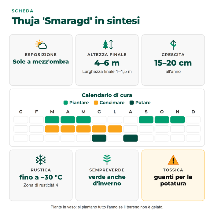 Scheda della thuja 'Smaragd': sole a mezz'ombra, alta 4–6 m, crescita di 15–20 cm all'anno, rustica fino a −30 °C, tossica, con calendario di cura
