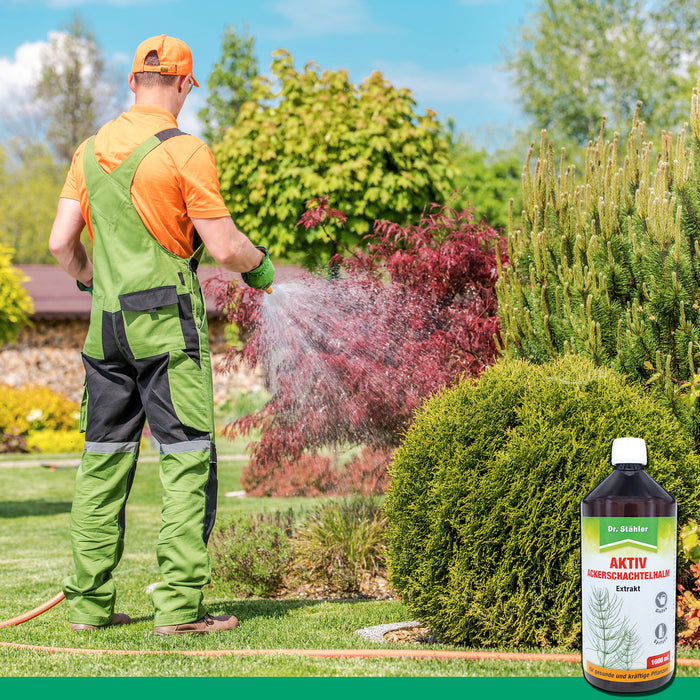 Estratto attivo di equiseto: efficace rinforzante delle piante per una crescita robusta