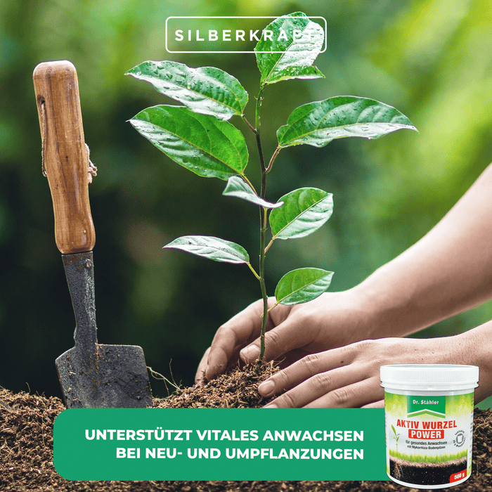 Potere attivo delle radici: rafforzamento ottimale delle piante con funghi micorrizici del terreno