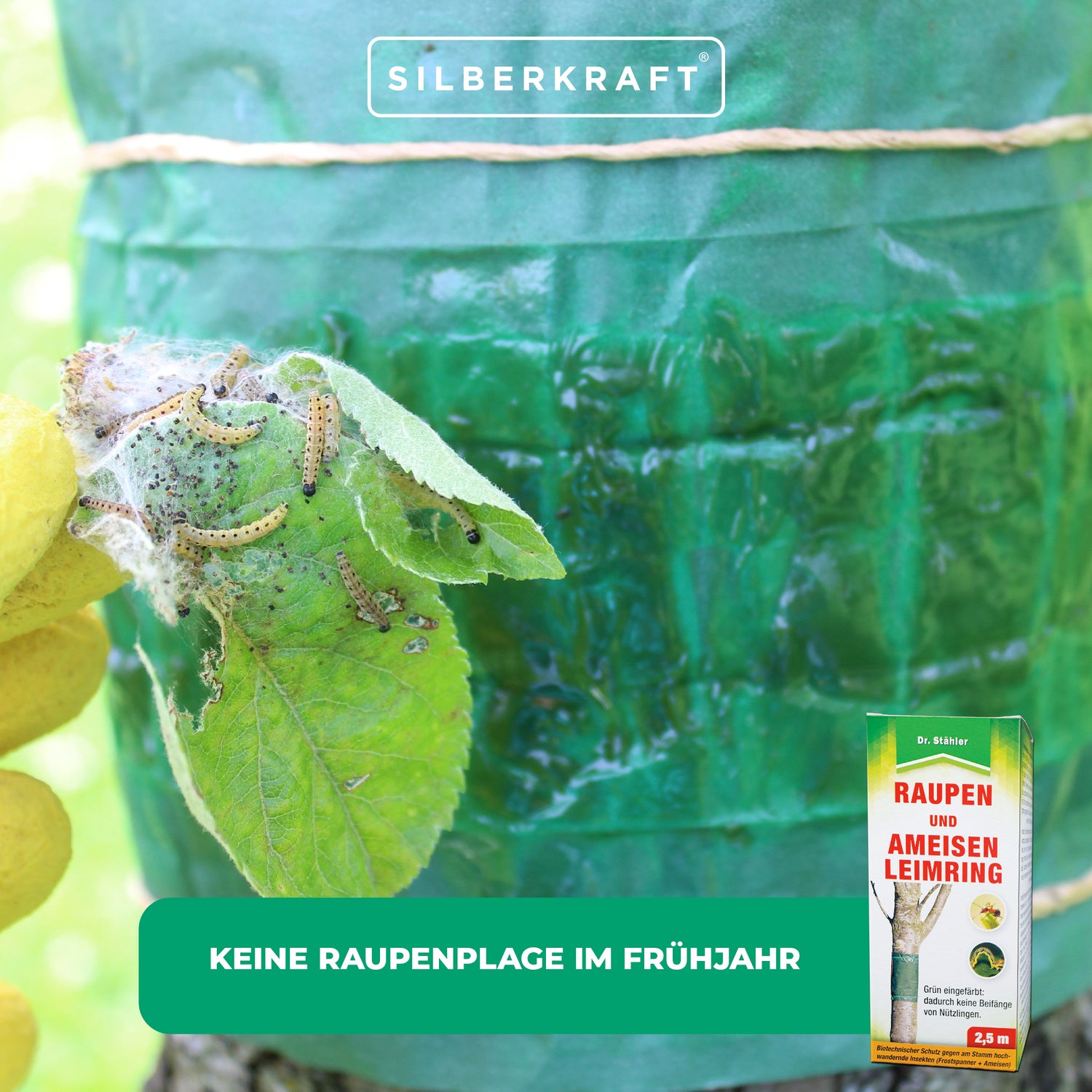 Anello colla bruco e formica: Protezione biotecnica degli alberi da frutto