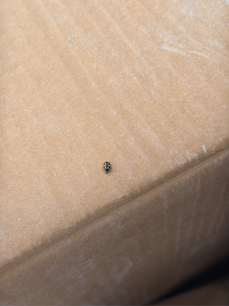 Coccinella a 14 punti — Bild 1