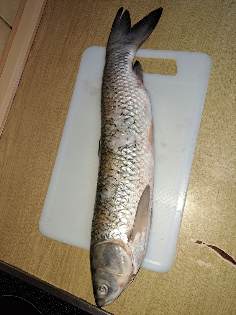 Carpa erbivora — Bild 1