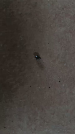 Scarabeo palla